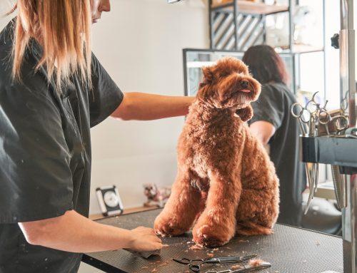 Ezek az idei év legprofibb szolgáltatásai a kutyakozmetikákban